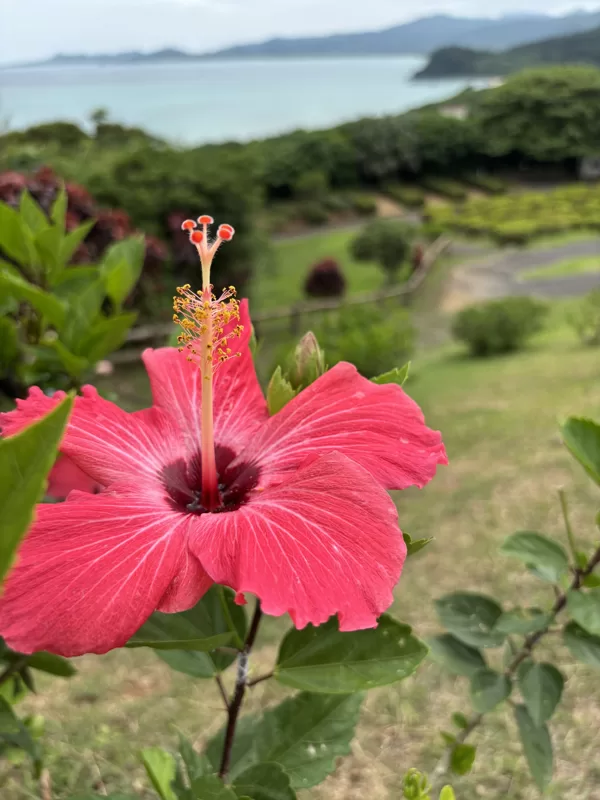 Hibiskus Blüte in Ishigaki, Okinawa