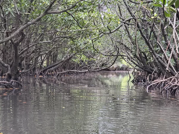 Fukidogawa Mangroven Fluss in Ishigaki