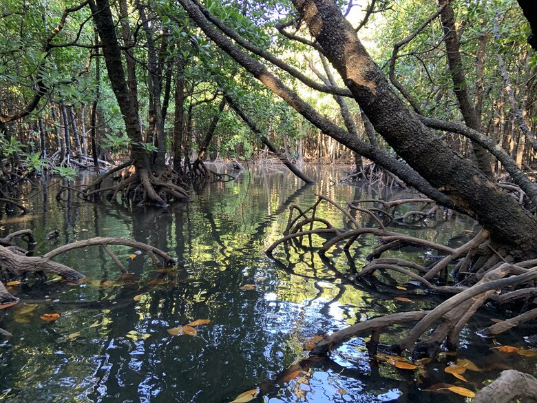 Fukidogawa Mangrove River in Ishigaki, Okinawa